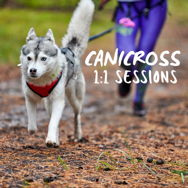 Canicross 1-1 sessions