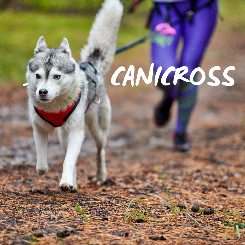 canicross - running with your dog