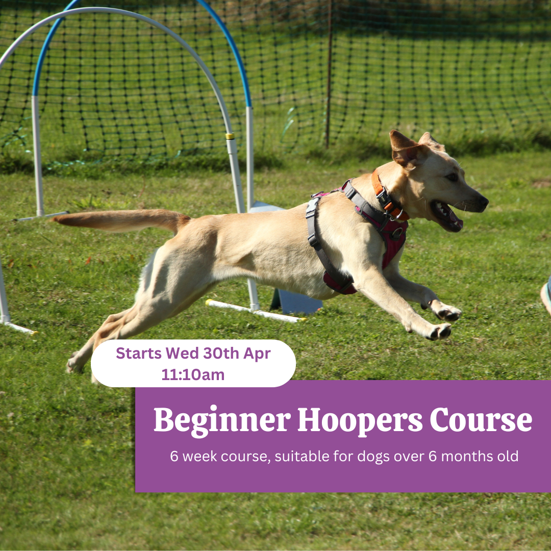 Product photo template Mischief Managed (2)